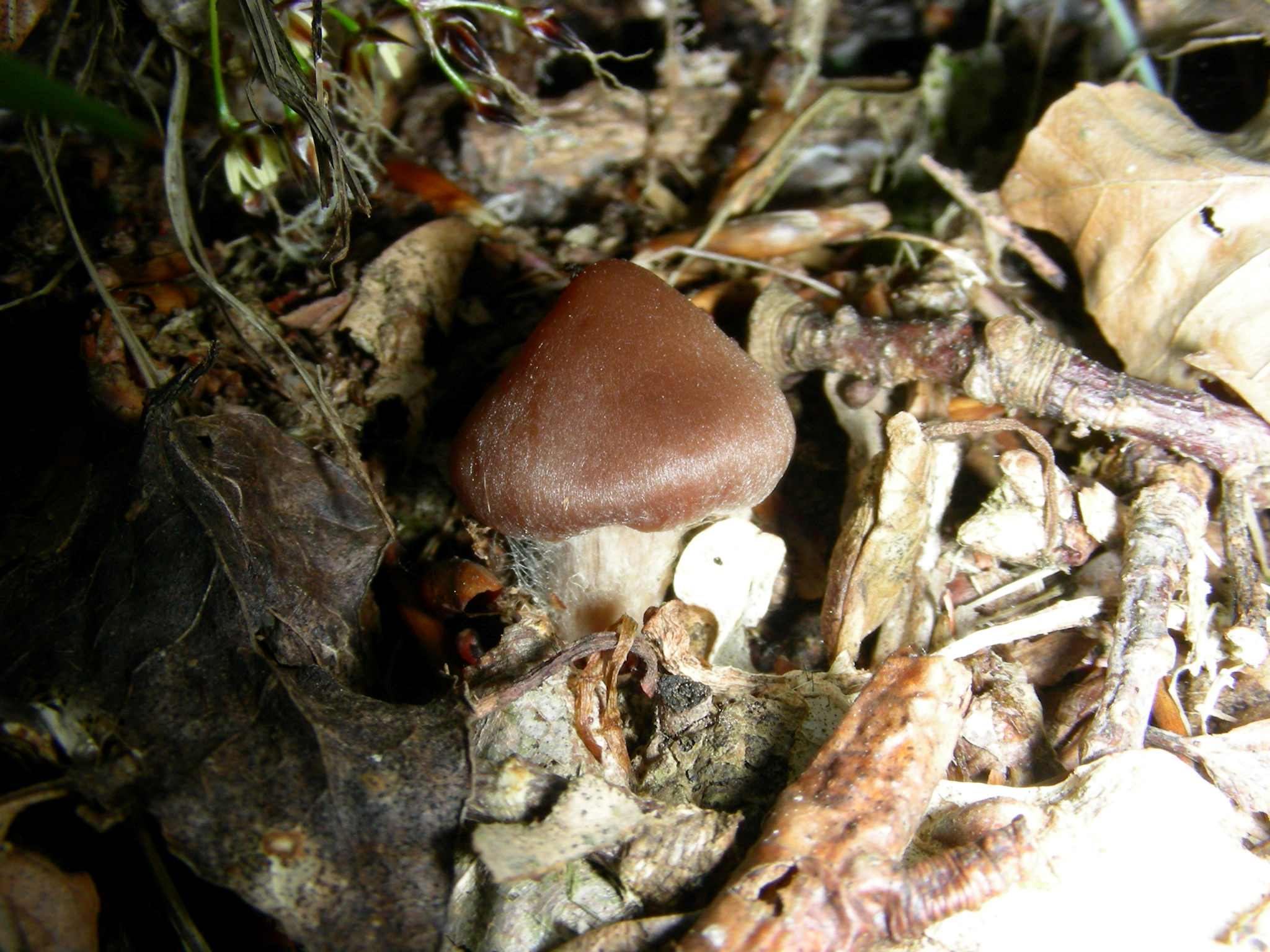 1648 Aprile vecchio ritrovamento